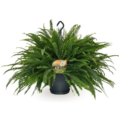 Ľadviník (Nephrolepis exaltata) Green Lady, výška 50-55 cm, pr. kvetináča 20 cm