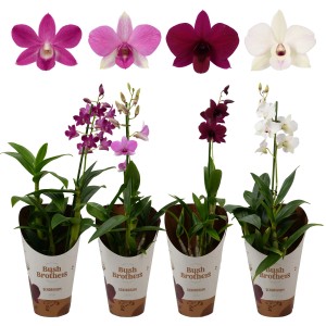 Bambusová orchidea Sa-Nook v rôznych farbách ako izbová rastlina v kvetináči.