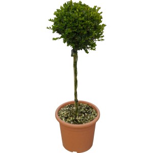 Zemostráz 'Faulkner' v kvetináči, výška cca 65 cm, vhodný ako tvarovaný strom.