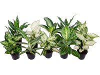 GROW by OBI Aglaonema, rôzne odrody, zelená/biela, pr. cca 12 x 30 - 35 cm