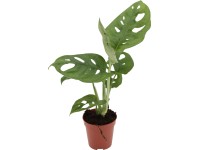Monstera (Monstera adansonii) Monkey Leaf, pr. cca 5,5 x 15 - 30 cm