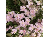 Plamienok (Clematis Montana) 