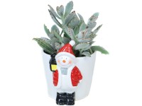 Tlustice (Crassula) v keramickom kvetináči 