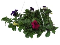 Petúnia (Petunia hybride) 