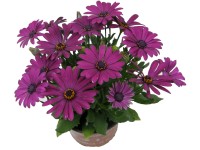 Kapská margaréta (Osteospermum) pr. cca 11 cm