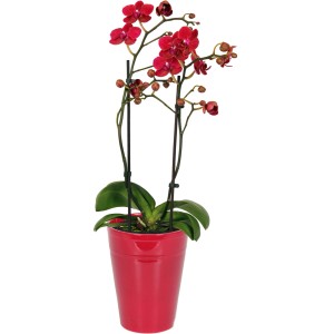 Motýlia orchidea Red Lip v červenom keramickom kvetináči, Ø kvetináča 12 cm, s dvojfarebnými kvetmi.