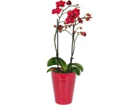 Orchidea motýľokvetá 