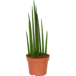 Svokrin jazyk Sanseveria Cylindrica v kvetináči, zelená sukulentná rastlina od GROW by OBI.