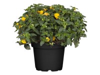 GROW by OBI Libora menivá (Lantana camara) Triocolor, pr. kv. cca 18 cm