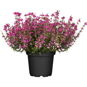 Vresovec popolavý farebný mix v kvetináči, cca 11 cm Ø. Erica cinerea s jasnými ružovými kvetmi.