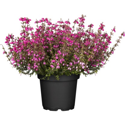 Vresovec popolavý (Erica cinerea) rôzne farby, pr. cca 11 cm