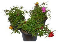 Portulaka veľkokvetá farebný mix priemer kvetináča cca 9 cm