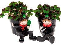 Štvorlístok v keramickom kvetináči s kominárom priemer kvetináča cca 6 cm