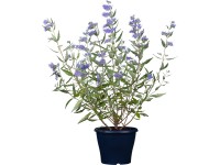 Bradavec klandonský mix výška cca 30 - 40 cm kvetináč cca 4 l Caryopteris