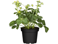 Jahodník veľkoplodý (Fragaria x ananassa), pr. kv. cca 17 cm Jahodník veľkoplodý (Fragaria x ananassa), pr. kv. cca 17 cm