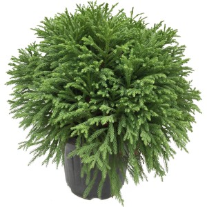 Kompaktná, zelená OBI Sicheltanne Globosa Nana v kvetináči, výška cca 40 cm.