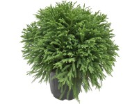 Grow by OBI Kryptoméria japon. 