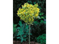 OBI Bršlen japonský 