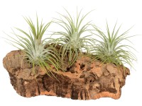 Aranžmán tillandsií 3 rastliny na korkovom dreve medium