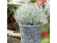 Strieborný drôtik nafarbený (Calocephalus)  pr. kv. cca 11 cm