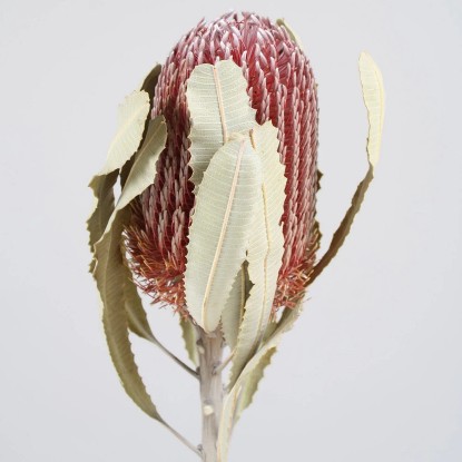 Dekoratívna sušená rastlina Banksia Menziesii, fuksiová