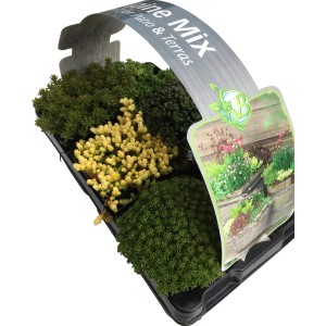 OBI Rozchodník Mix, balenie 6 ks Sedum v kvetináči (Ø 7 cm), rôzne farby a tvary.