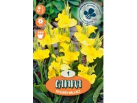 Kana Picasso žltočervená