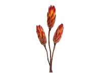 NOHEL GARDEN Sušená dekorácia PROTEA REPENS červená, 3 ks