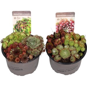 Viacfarebný skalník OBI (Sempervivum) v kvetináči, ideálny do skaliek.