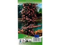 Oxalis Popínavá ruža (Rosa) 