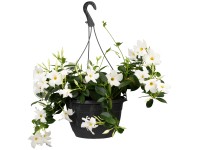 Landgard Dipladénia (Mandelvilla sanderi) výška 20-30 cm, pr. 17 cm