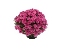 SK-Flora Chryzantéma záhradná (Chrysanthemum multiflora) ružová pr. cca 19 cm
