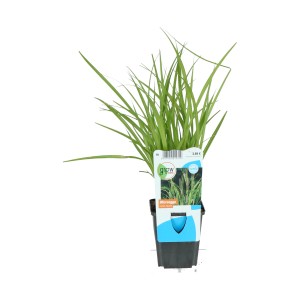 Pobrežná ostrica (Carex riparia) v kvetináči, zelené listy, vhodná pre záhradné jazierka a mokrade.