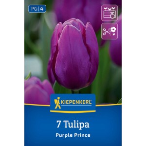 Kiepenkerl Tulipán Purple Prince, 7 cibuliek. Balenie so sýto fialovým kvetom tulipánu, ideálne do nádob a na rezanie.