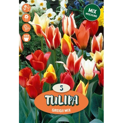 Tulipán Greigov "Mix"