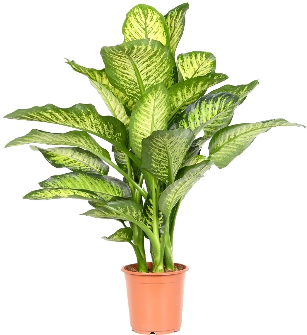 Pestra Difenbachia pestrá (Dieffenbachia seguine)