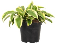 OBI Funkia žltá/pestrá priemer kvetináča cca 17 cm Hosta