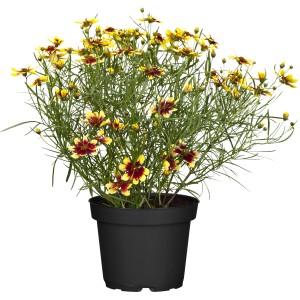 Krásnoočko praslenaté (Coreopsis verticillata) v kvetináči so žlto-červenými kvetmi.