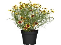 GROW by OBI Krásnoočko preslenité (Coreopsis verticillata), výška 10-20 cm
