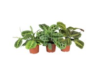 Maranta (Marantha) 