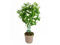 GROW by OBI Lilkovník horkokvetý (Solanum rantonnetii) biely 110 cm