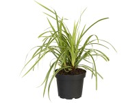 OBI Ostrica japonská 