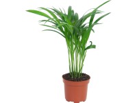 Palma Dypsis lutescens výška cca 40 - 45 priemer kvetináča 10,5 cm Areca Dypsis