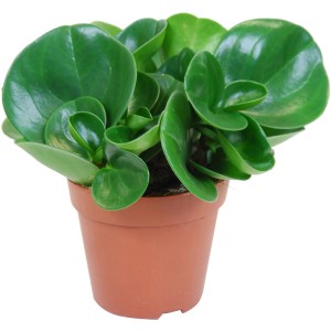 Pepřinec (Peperomia obtusifolia) v hnedom kvetináči, zelené listy, sukulent.