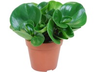 Pieprovec magnoliolistý priemer kvetináča cca 12 cm