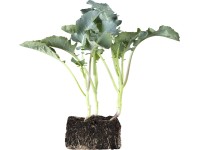 OBI Brokolica miska so 6 ks Brassica