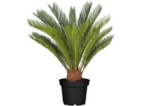 Landgard Cykas japonský (Cycas revoluta) cca výška 60-80 cm, pr. 24 cm