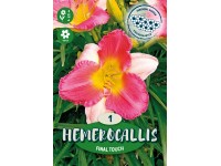 Ľaliovka Final Touch ružovo - biela