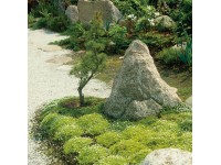 Machovička šidlovitá priemer kvetináča cca 12 cm