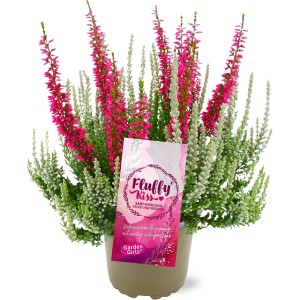 Vres Fluffy Kiss v kvetináči, ružové a strieborné kvety, mrazuvzdorná Calluna vulgaris.